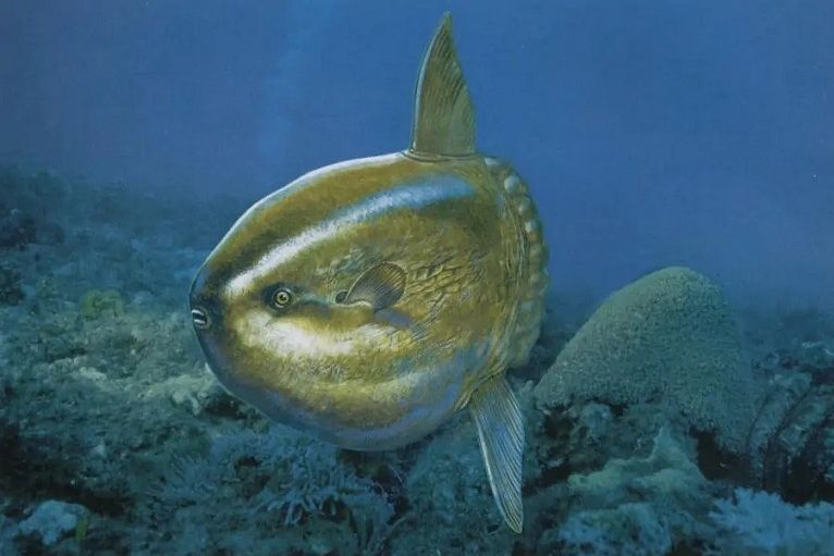 半月魚 半月魚