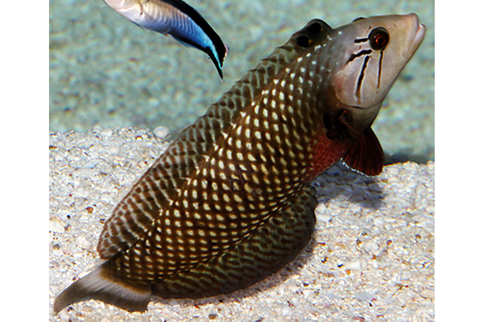 蟾擬圓鰭魚 蟾擬圓鰭魚
