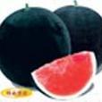 黑帥寶貝 黑帥寶貝