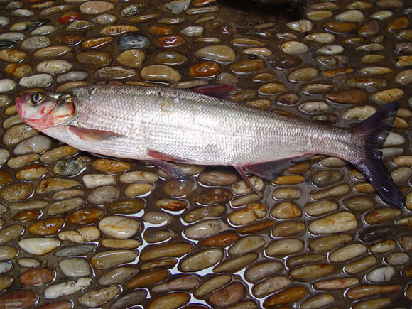 洮河扁咽齒魚國家級水產種質資源保護區