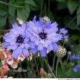 玻璃菊 玻璃菊
