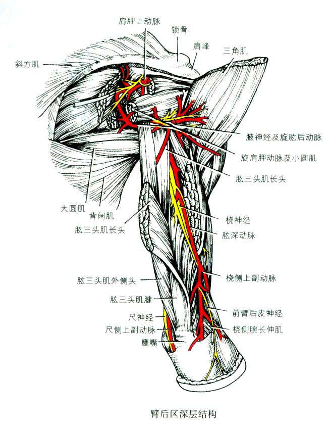 臂後區深層結構
