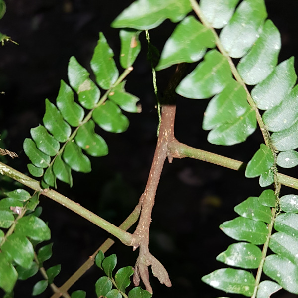 Cojoba costaricensis