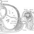 乳癌根治術 乳癌根治術