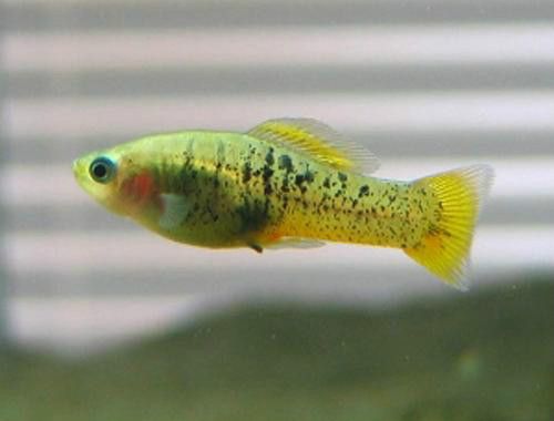伊夫娜劍尾魚 伊夫娜劍尾魚
