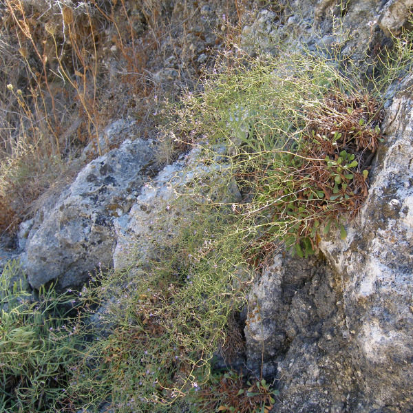 Limonium arcuatum