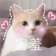 醬醬釀釀