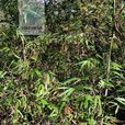 短錐玉山竹 短錐玉山竹