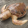 大西洋蠵龜