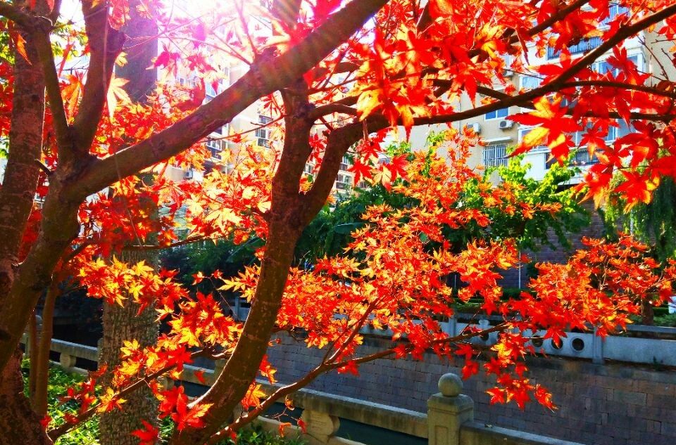 紅葉似火 紅葉似火