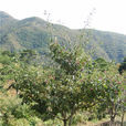 山楂樹(落葉喬木植物) 山楂樹(落葉喬木植物)