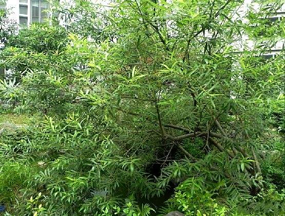 三蕊柳p248 三蕊柳p248
