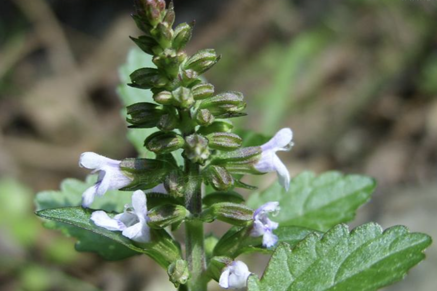 佛光草(蔓莖鼠尾) 佛光草(蔓莖鼠尾)