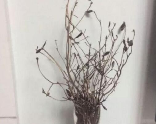 枯枝花 枯枝花