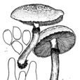 硬田頭菇 硬田頭菇