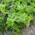 對絲藻屬