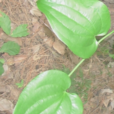 西南菝葜 西南菝葜
