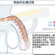 勃起角 勃起角