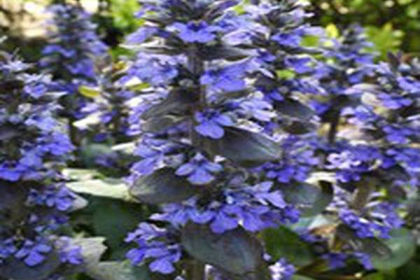Ajuga reptans \x27Catlin\x27s Giant\x27
