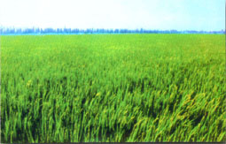 優質米產業