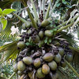 塞席爾海椰子