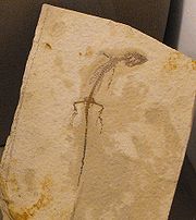 滿洲鱷的化石
