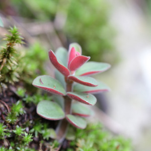 Peperomia apodophylla