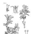 華西柳 華西柳