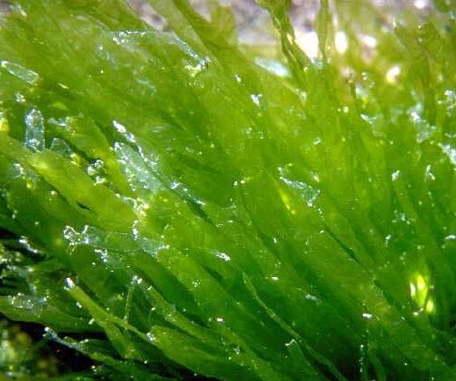 定鞭藻綱 定鞭藻綱