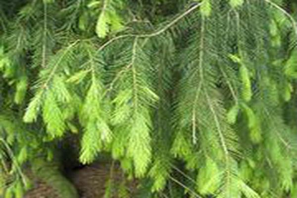 Picea smithiana Picea smithiana