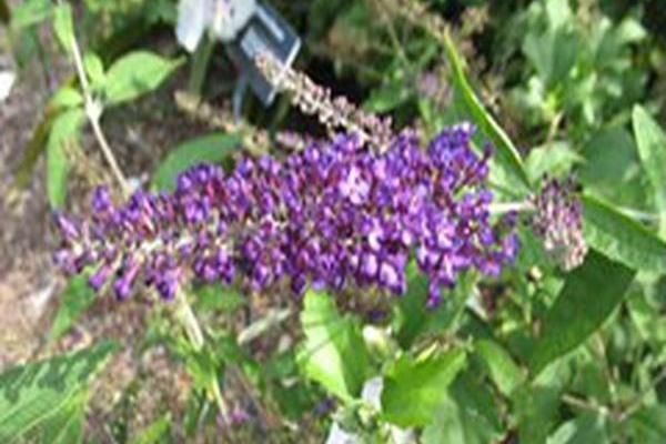 Buddleja davidii \x27PIIBD-I\x27 FIRST EDITIONS GROOVY GRAPE Buddleja davidii \x27PIIBD-I\x27 FIRST EDITIONS GROOVY GRAPE