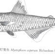 粗鱗燈籠魚 粗鱗燈籠魚