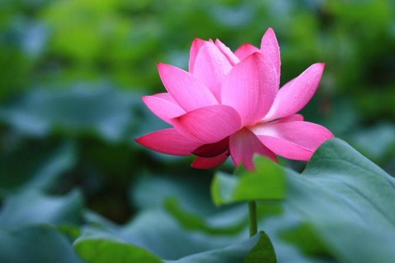 毛茛蓮花 毛茛蓮花