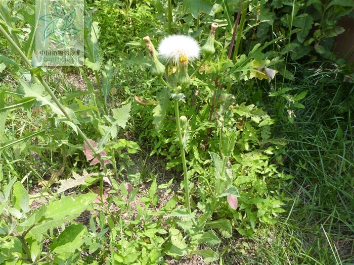 翼柄翅果菊 翼柄翅果菊