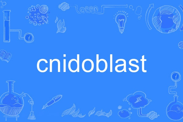 cnidoblast cnidoblast