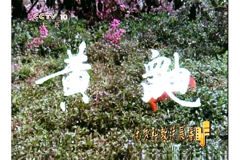 黃鼬(1977年吳純一執導的紀錄片) 黃鼬(1977年吳純一執導的紀錄片)