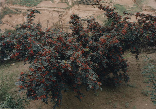 花椒樹