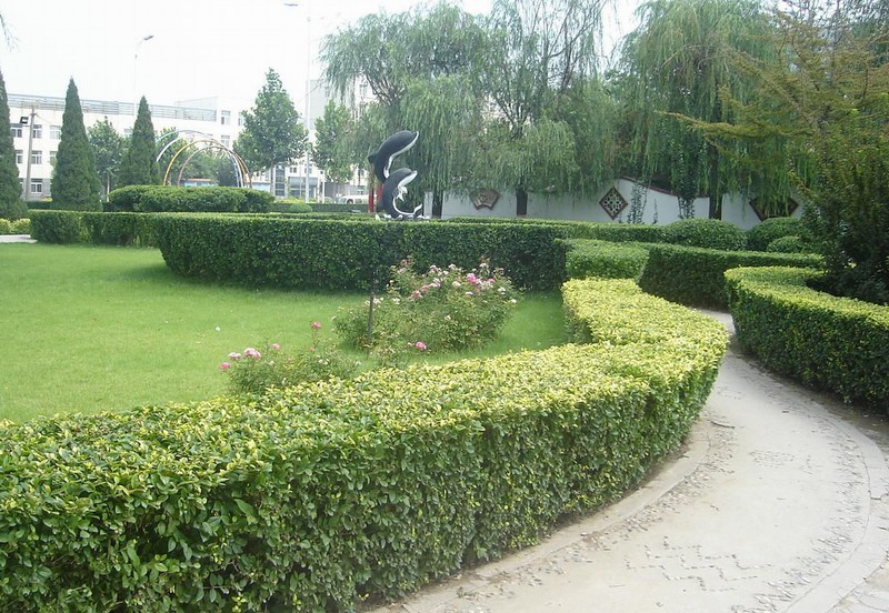 綠籬植物