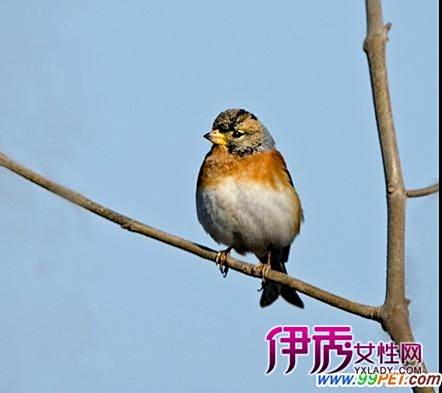 大錦華雀 大錦華雀