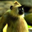 印度灰葉猴(長尾葉猴)