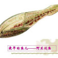 星甲魚 星甲魚