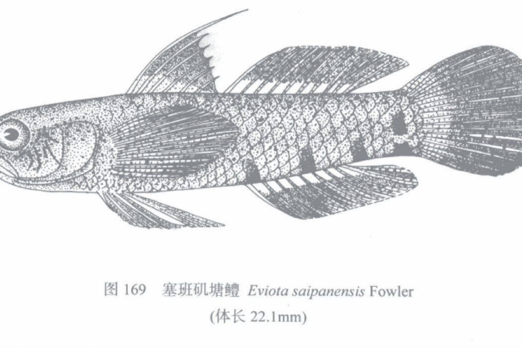 塞班磯塘鱧 塞班磯塘鱧