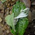 白背鳳毛菊 白背鳳毛菊