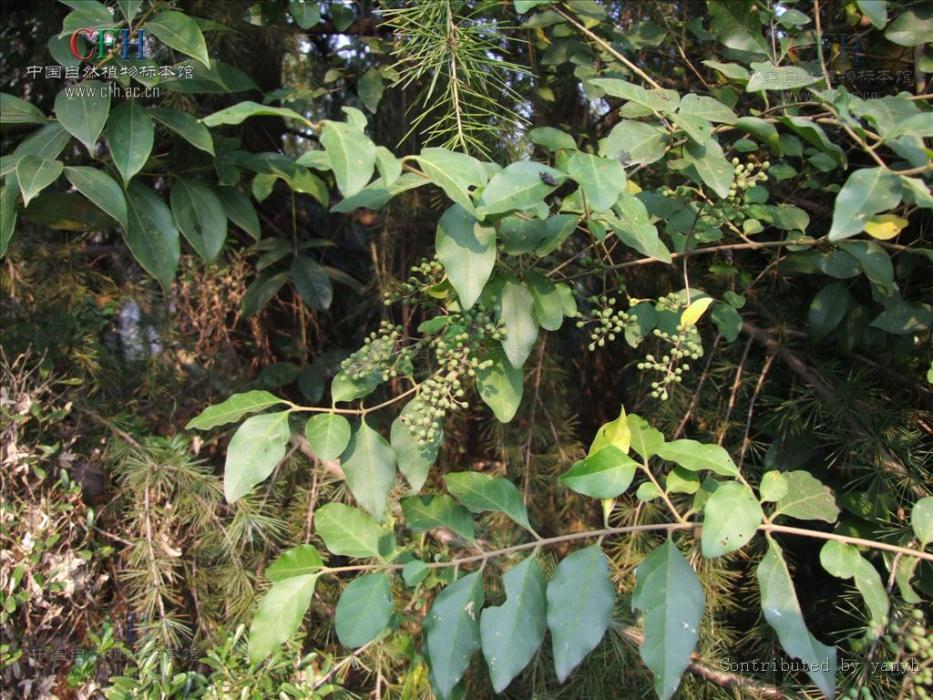 小白蠟條(中藥材) 小白蠟條(中藥材)
