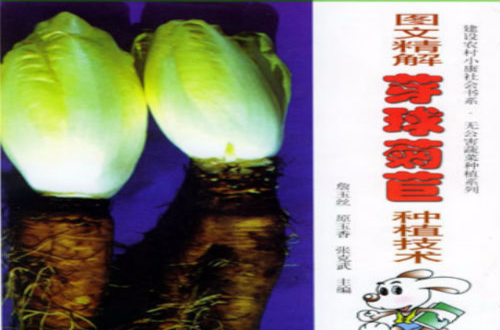 圖文精解芽球菊苣種植技術