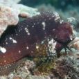 澳洲鳳䲁魚 澳洲鳳䲁魚