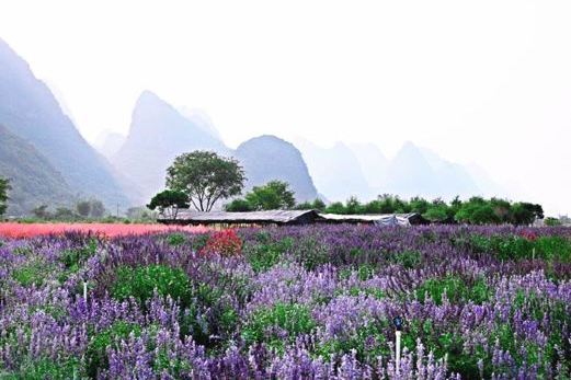 香草森林