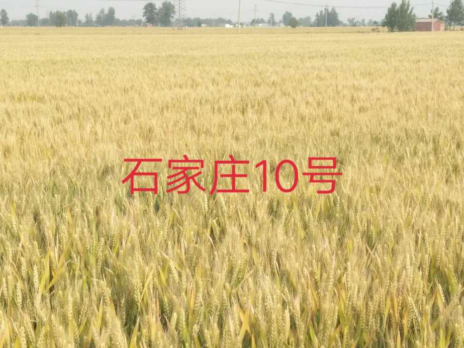 石家莊10號 石家莊10號