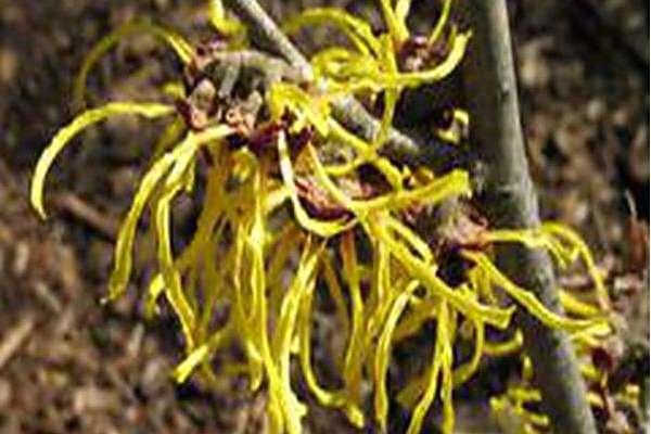 Hamamelis × intermedia \x27Nina\x27 Hamamelis × intermedia \x27Nina\x27