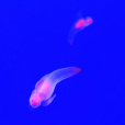 流冰天使 流冰天使